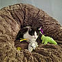 kitten, cat, pet_bed, toy, plush, furry, indoor, cute, animal, black_and_white, small, cozy, curious, soft, resting, playful, domestic_cat, feline, young, comfortable