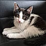 Sony a rejoint le concours — aidez-le/la à gagner de superbes lots ! kitten, cat, black_and_white, fur, whiskers, ears, eyes, nose, paws, tail, leather, texture, sitting, animal, pet, cute, young, portrait, indoor, resting