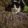 Sony a rejoint le concours — aidez-le/la à gagner de superbes lots ! kitten, cat, black_and_white, fur, blanket, toy, cozy, cute, pet, animal, indoor, curious, soft, furry, resting, playful, small, comfort, nest, closeup