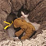 kitten, cat, blanket, plush_toy, teddy_bear, soft, cozy, sleeping, furry, pet, animal, resting, cuddly, indoor, cute, comfort, warm, fur, snuggling, yellow_ribbon