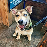 Cooper is registered to the contest to win money with this photo: dog, blue_eyes, happy, smiling, indoor, leash, collar, carpet, wooden_furniture, sign, pet, canine, sitting, looking_up, closeup, animal, domestic_animal, tongue_out, ears_up, friendly