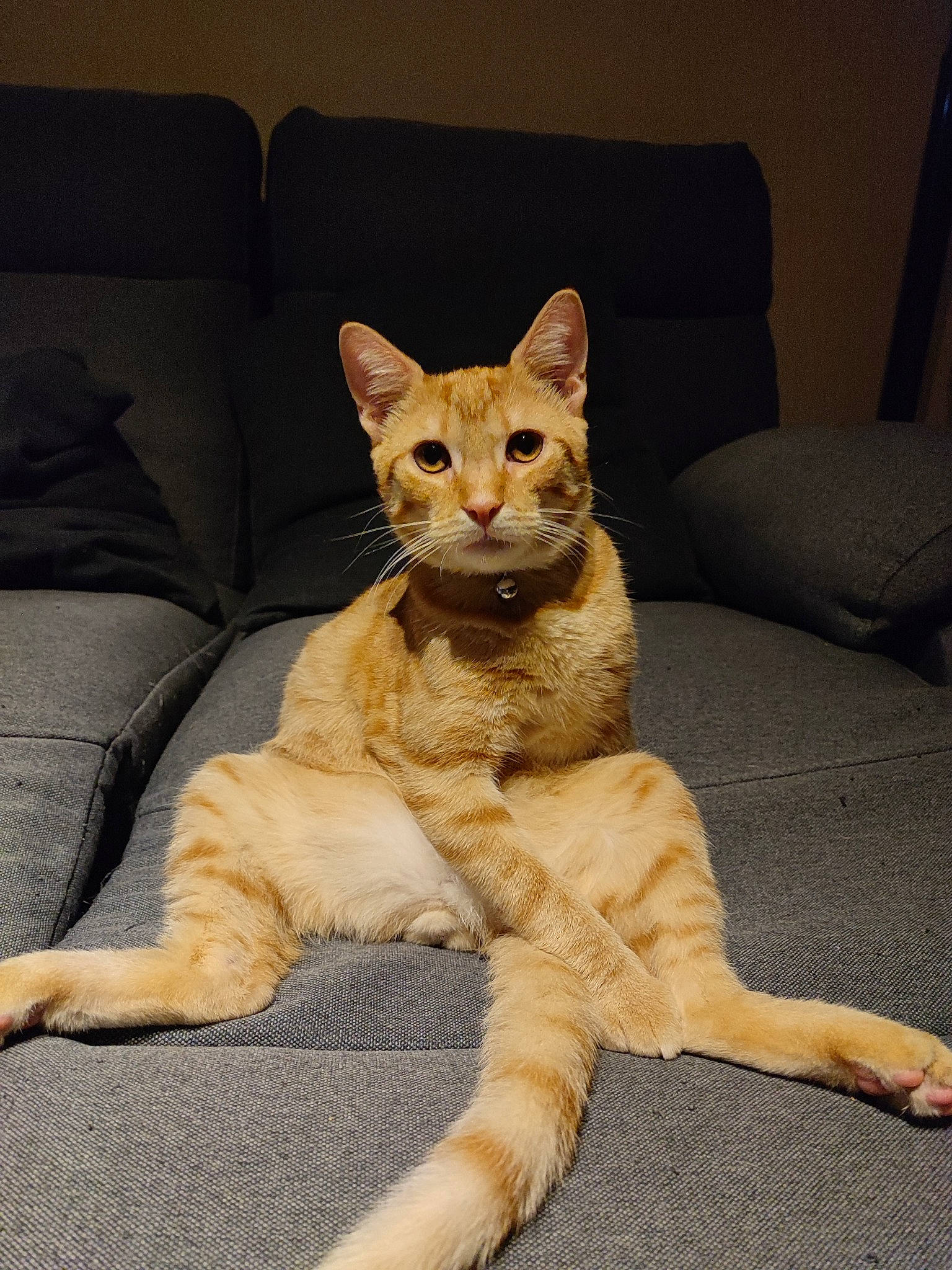 Symba participe au concours pour gagner de l'argent avec cette photo : carnivore, cat, claw, comfort, couch, domestic_short_haired_cat, fawn, felidae, foot, fur, paw, sitting, small_to_medium_sized_cats, snout, sofa_bed, studio_couch, tail, terrestrial_animal, whiskers, wildlife