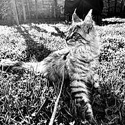 Aïkha participe au concours pour gagner de l'argent avec cette photo : cat, animal, pet, grass, outdoor, sunlight, leash, feline, nature, blurred_background, striped_fur, whiskers, ears, relaxing, daylight, garden, clover, playful, young_cat, fluffy