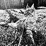cat, animal, pet, grass, outdoor, sunlight, leash, feline, nature, blurred_background, striped_fur, whiskers, ears, relaxing, daylight, garden, clover, playful, young_cat, fluffy