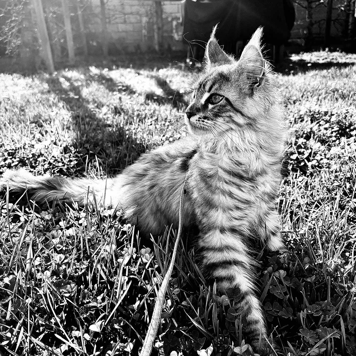 Aïkha participe au concours pour gagner de l'argent avec cette photo : animal, blurred_background, cat, clover, daylight, ears, feline, fluffy, garden, grass, leash, nature, outdoor, pet, playful, relaxing, striped_fur, sunlight, whiskers, young_cat