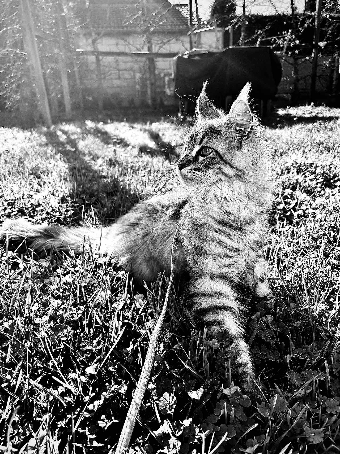Aïkha participe au concours pour gagner de l'argent avec cette photo : cat, animal, pet, grass, outdoor, sunlight, leash, feline, nature, blurred_background, striped_fur, whiskers, ears, relaxing, daylight, garden, clover, playful, young_cat, fluffy
