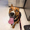 Choco joined the competition — help win amazing prizes! dog, blue_eyes, tongue_out, indoor, floor, harness, leash, brown_dog, white_markings, pet, canine, looking_up, happy, seated, close_up, cabinet, flooring, animal, companion, mammal