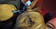 Choco joined the competition — help win amazing prizes! dog, person, selfie, car_interior, red_light, bandana, close_up, face, pet, animal, night, seat, window, ear, brown_dog, black_hair, smile, portrait, companionship, indoor