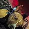 dog, person, selfie, car_interior, red_light, bandana, close_up, face, pet, animal, night, seat, window, ear, brown_dog, black_hair, smile, portrait, companionship, indoor