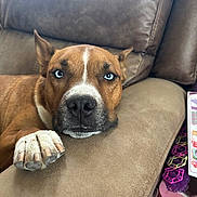 Choco is registered to the contest to win money with this photo: dog, brown_dog, blue_eyes, paw, couch, resting, close_up, indoor, pet, animal, furniture, relaxed, looking_at_camera, snout, ears, nose, home, cozy, companion, cute