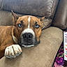 dog, brown_dog, blue_eyes, paw, couch, resting, close_up, indoor, pet, animal, furniture, relaxed, looking_at_camera, snout, ears, nose, home, cozy, companion, cute