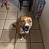 Choco joined the competition — help win amazing prizes! dog, brown_dog, blue_eyes, tile_floor, indoor, happy, smiling, pet, canine, wooden_chair, person_legs, sandals, box, wall, floor_tiles, domestic, animal, looking_up, mouth_open, ears