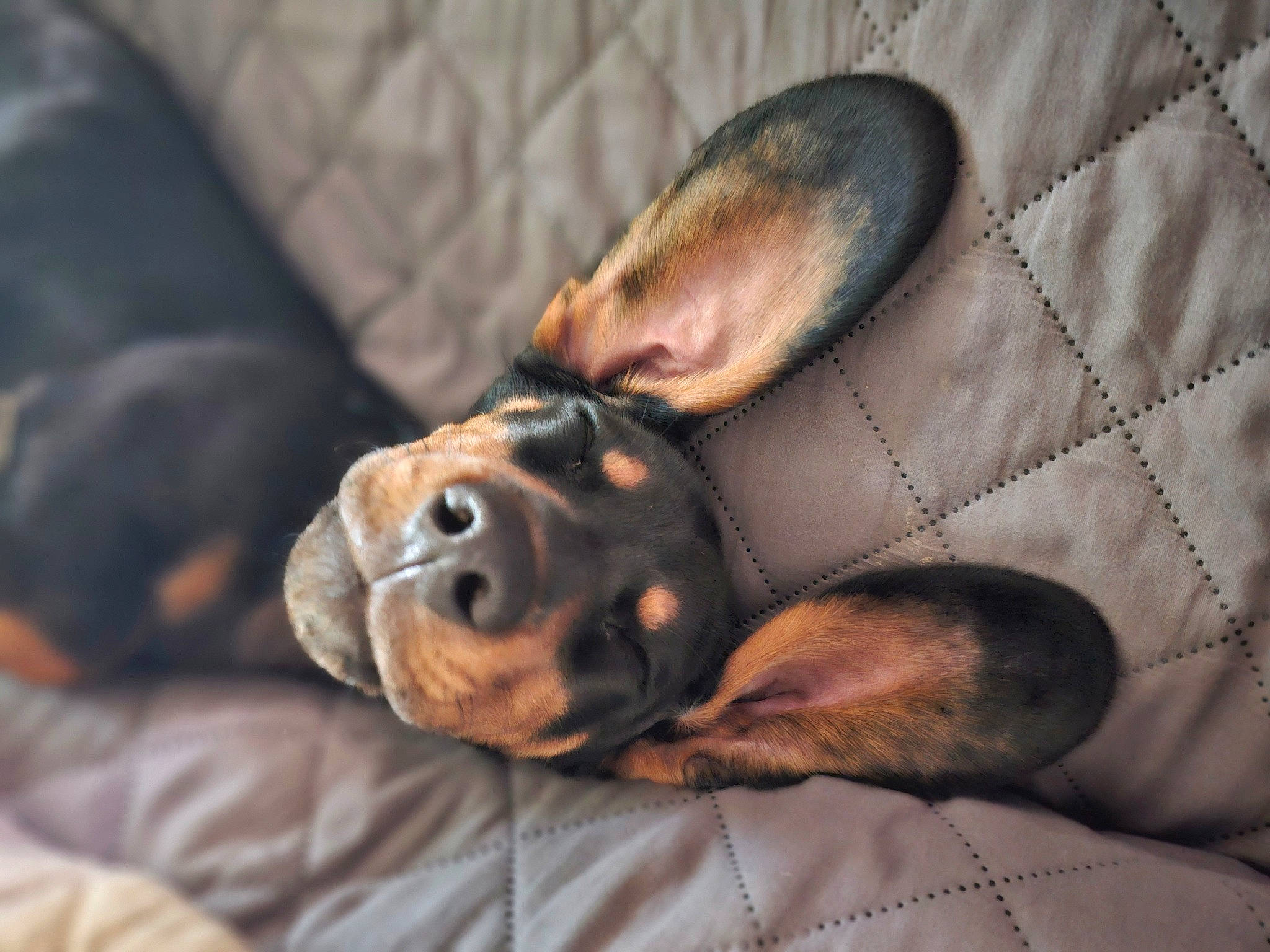 Remi is registered to the contest to win money with this photo: canidae, carnivore, comfort, companion_dog, dog, dog_breed, ear, fawn, fur, guard_dog, nap, paw, pinscher, puppy, snout, sporting_group, terrestrial_animal, toy_dog, whiskers, working_animal