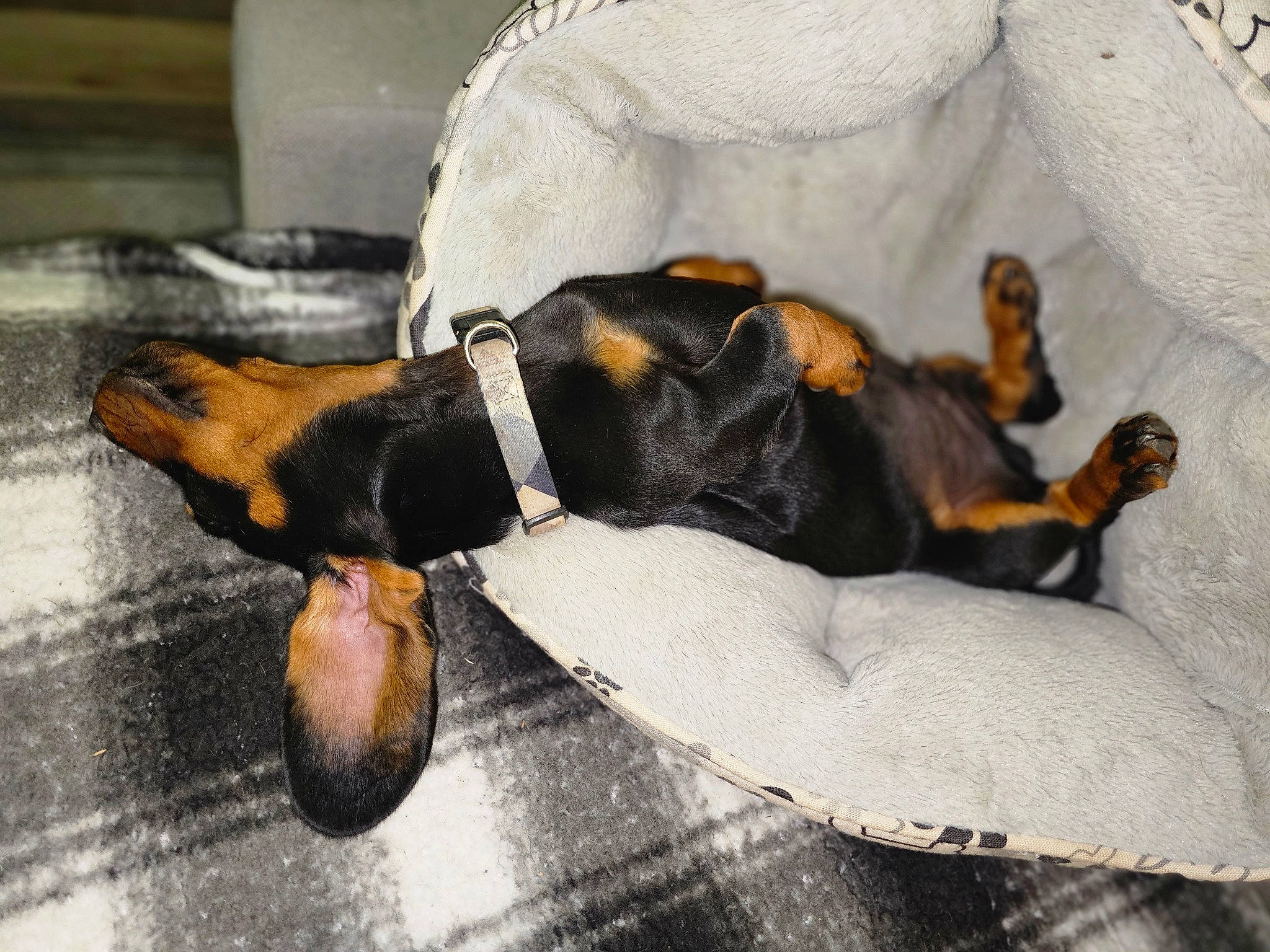 Remi is registered to the contest to win money with this photo: canidae, carnivore, claw, comfort, companion_dog, dog, dog_breed, fawn, fur, grey, guard_dog, paw, prazsky_krysarik, snout, sporting_group, tail, toy_dog, whiskers, working_animal, working_dog