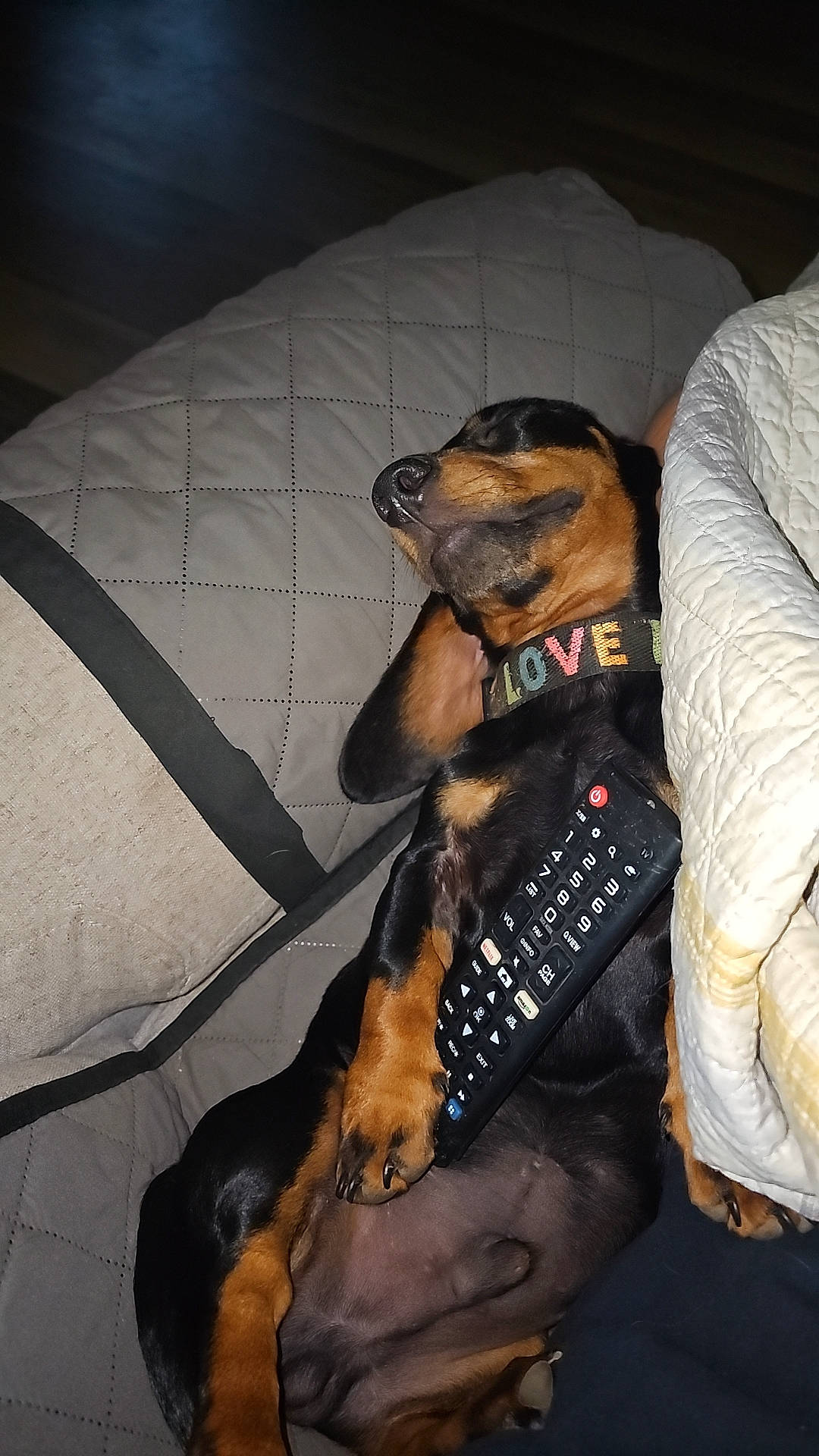 Remi joined the competition — help win amazing prizes! canidae, carnivore, comfort, companion_dog, dog, dog_breed, dog_supply, fawn, fur, guard_dog, hound, montenegrin_mountain_hound, paw, sitting, snout, sporting_group, toy_dog, whiskers, working_animal, working_dog