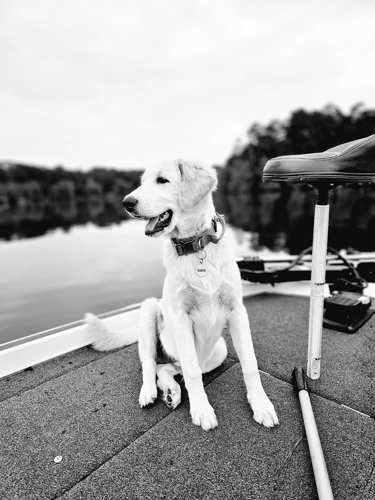 Remington joined the competition — help win amazing prizes! black_and_white, canidae, carnivore, cloud, collar, companion_dog, dog, dog_breed, dog_collar, fawn, happy, leash, monochrome, monochrome_photography, pet_supply, sky, snout, sporting_group, style, working_animal
