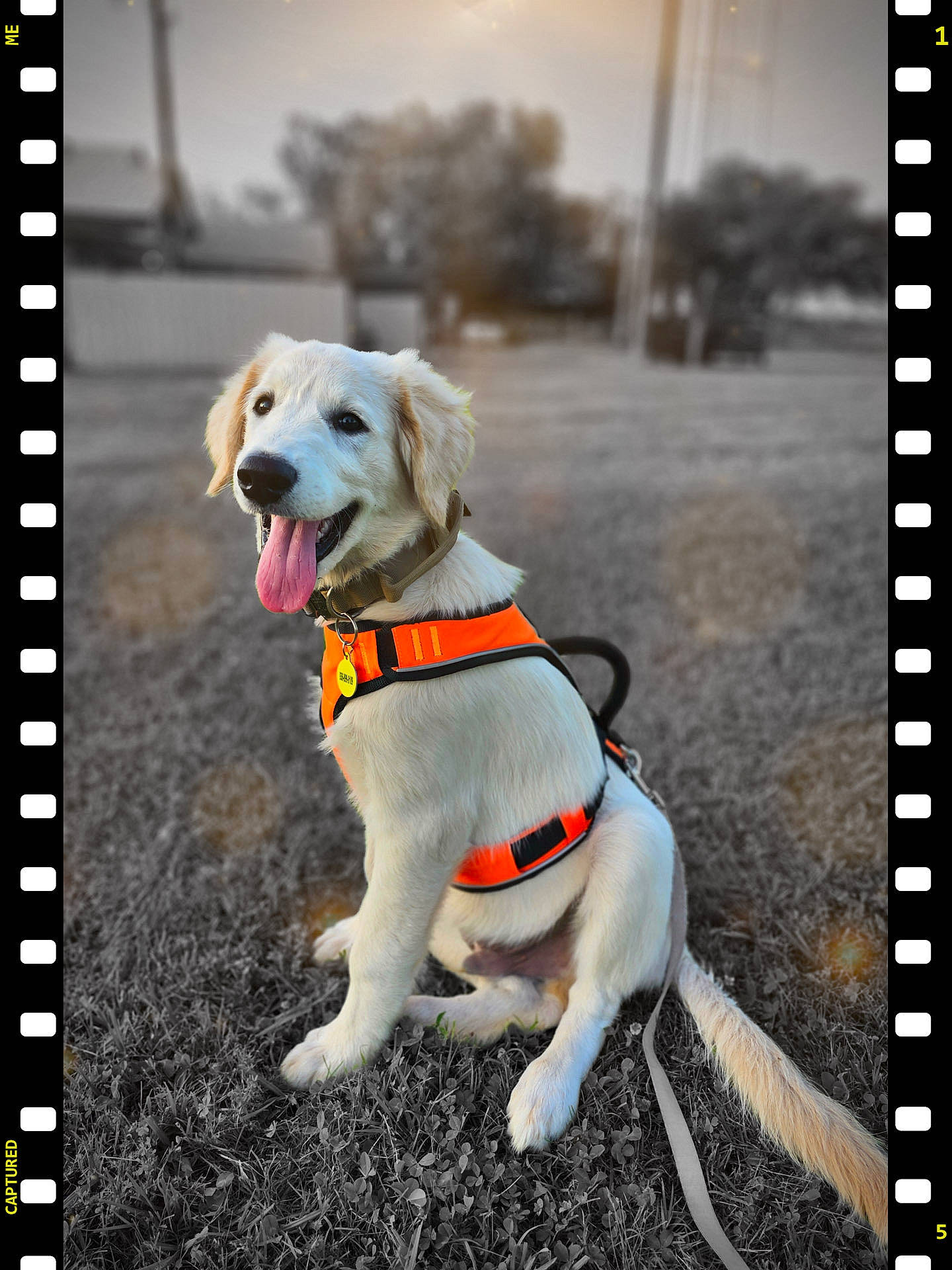 Remington is registered to the contest to win money with this photo: carnivore, collar, companion_dog, dog, dog_breed, dog_clothes, dog_collar, dog_supply, fashion_accessory, fawn, font, happy, leash, pet_supply, photograph, plant, rectangle, retriever, sky, tail
