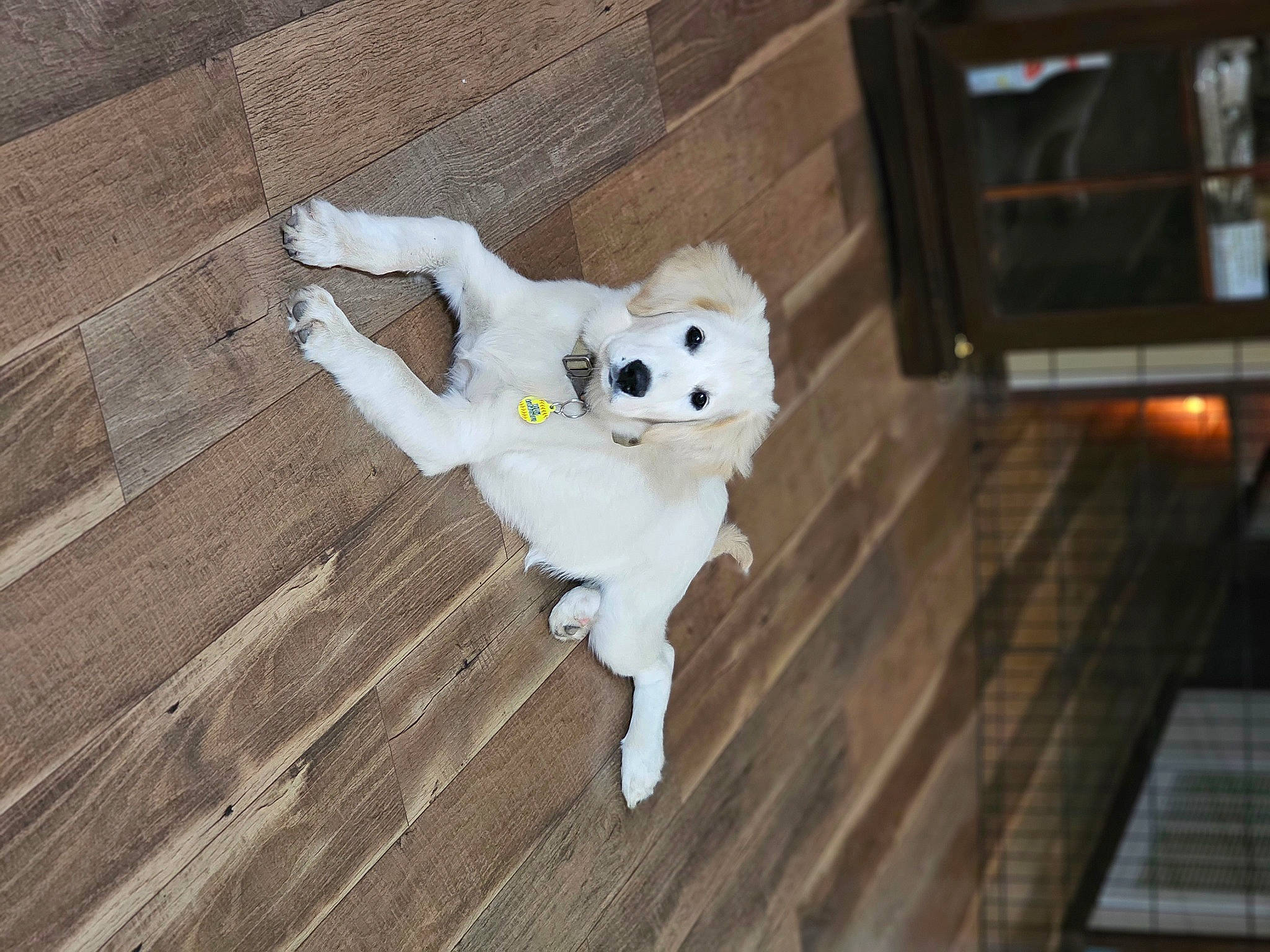 Remington joined the competition — help win amazing prizes! animation, canidae, costume, eye, fawn, fictional_character, flooring, fun, fur, hardwood, head, human_body, pattern, skull, snout, toy, tree, wood, wood_flooring, wood_stain