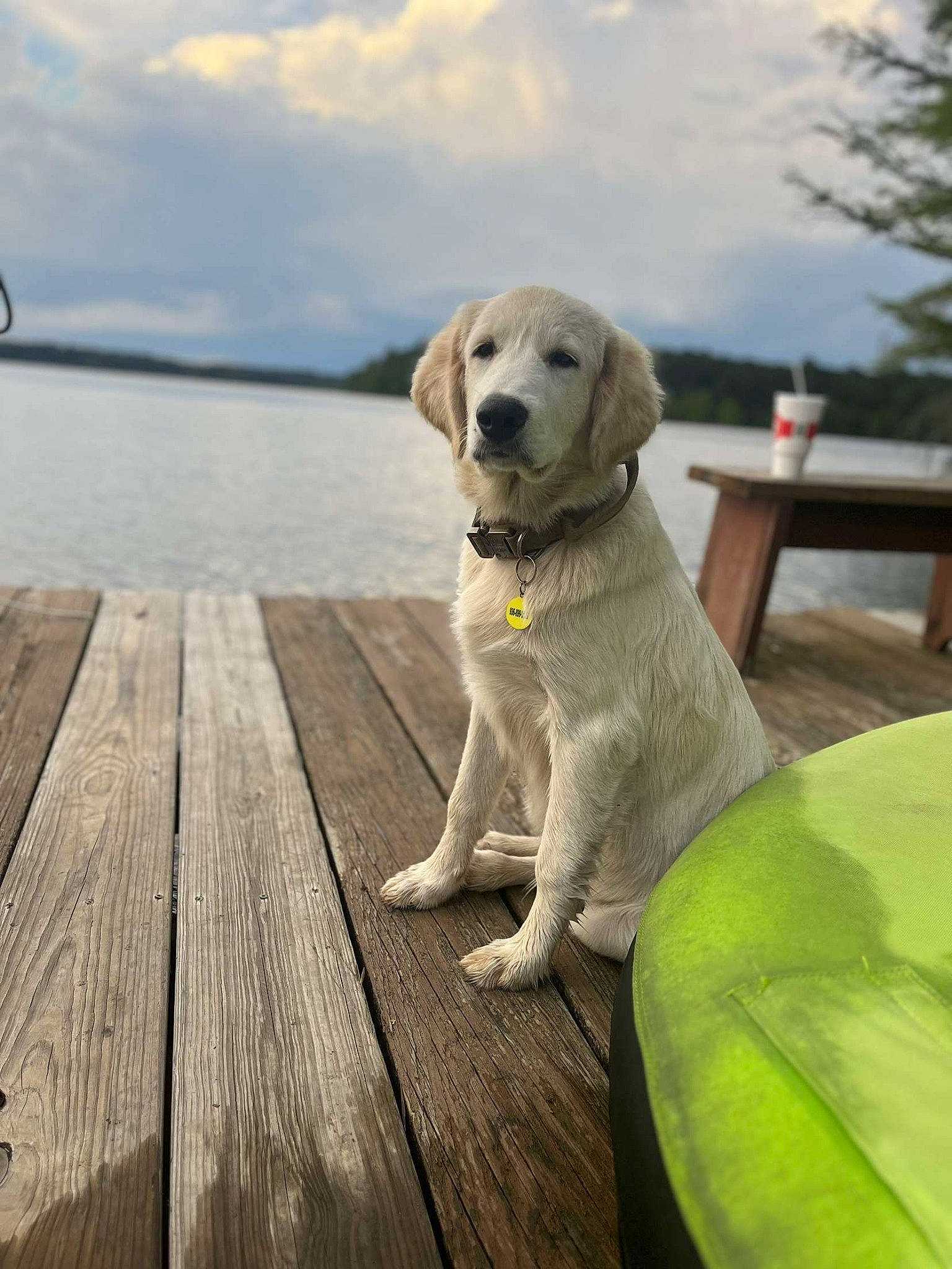 Remington joined the competition — help win amazing prizes! carnivore, cloud, collar, companion_dog, dog, dog_breed, dog_collar, dog_supply, fawn, flooring, hardwood, pet_supply, plank, plant, sky, snout, table, tree, water, wood