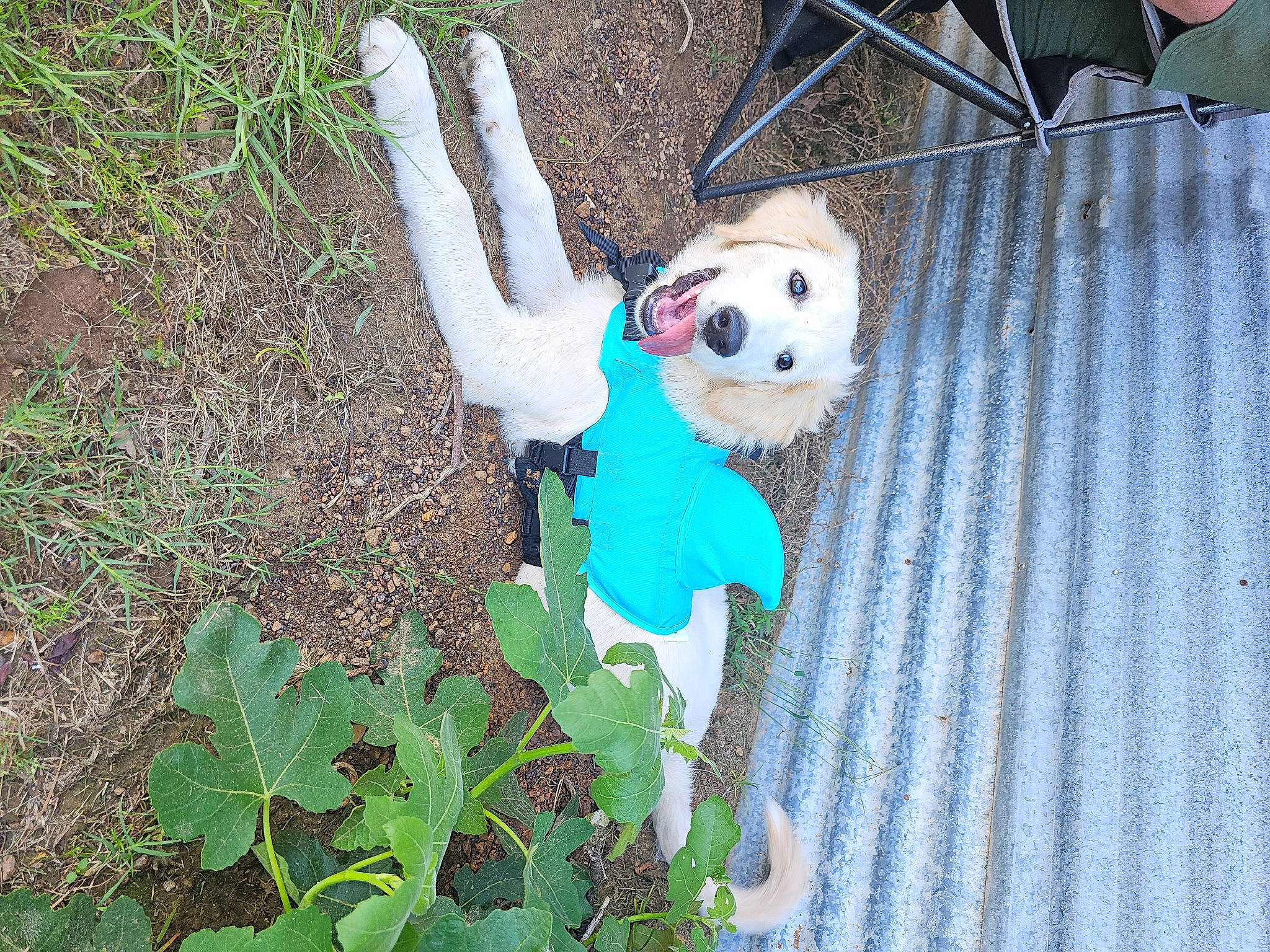 Remington joined the competition — help win amazing prizes! annual_plant, canidae, carnivore, chair, companion_dog, dog, dog_breed, fawn, grass, groundcover, herb, leisure, plant, plush, soil, sporting_group, stuffed_toy, tail, toy, toy_dog