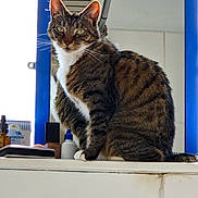 Cleo is registered to the contest to win money with this photo: bathroom, blue_frame, bottle, calm, cat, counter, curious, domestic_animal, fur, green_eyes, indoor, mirror, pet, reflection, sitting, striped, tabby, toiletries, whiskers, white_wall