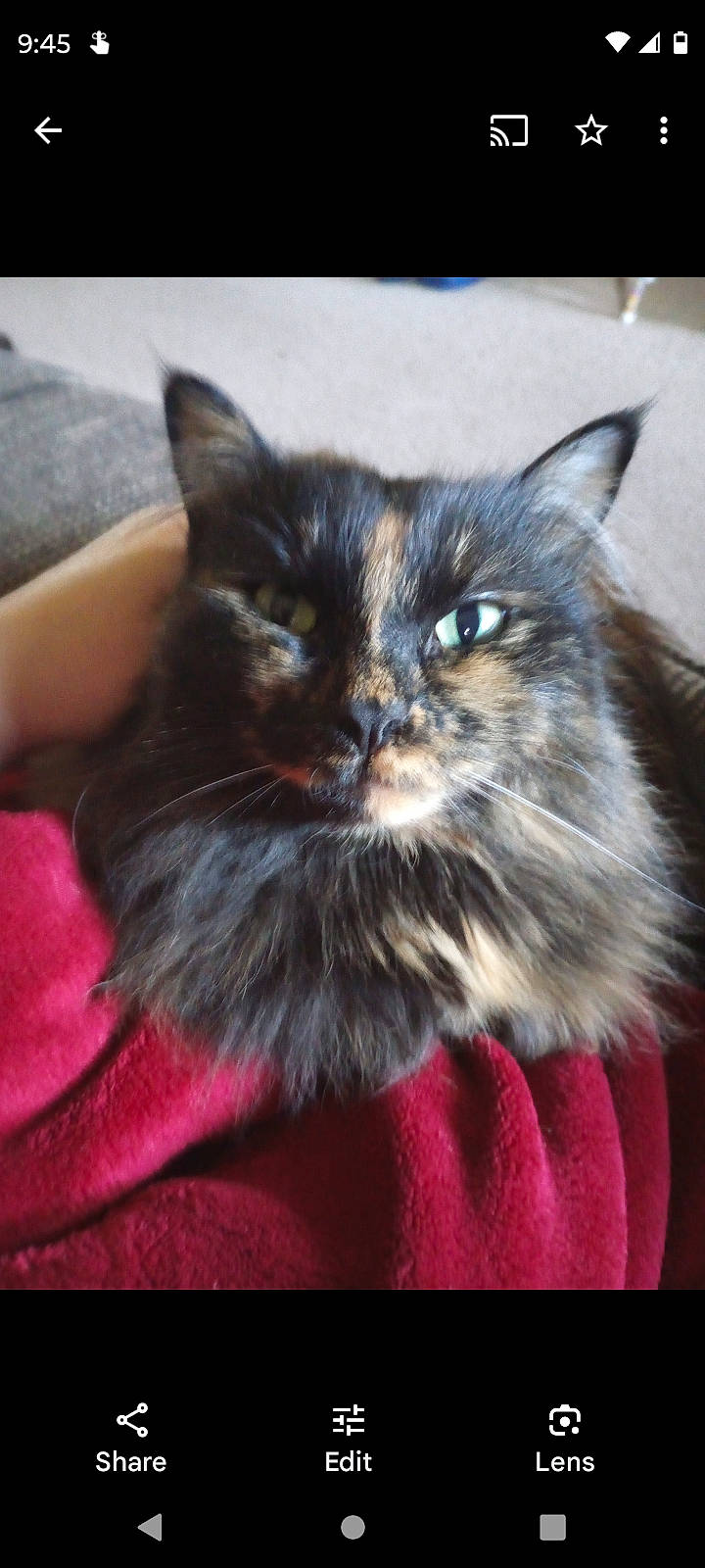 Katara joined the competition — help win amazing prizes! black_cat, box, carnivore, cat, claw, comfort, domestic_short_haired_cat, felidae, fur, maine_coon, paw, small_to_medium_sized_cats, snout, tail, whiskers, window