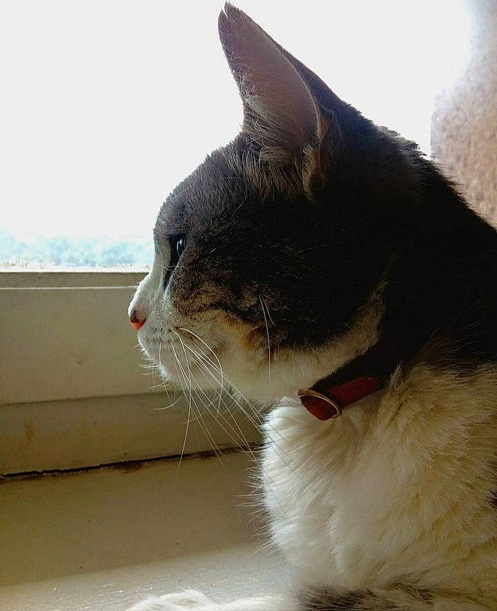 Kawa participe au concours pour gagner de l'argent avec cette photo : carnivore, cat, collar, domestic_short_haired_cat, felidae, fur, paw, sky, small_to_medium_sized_cats, snout, tail, whiskers, window