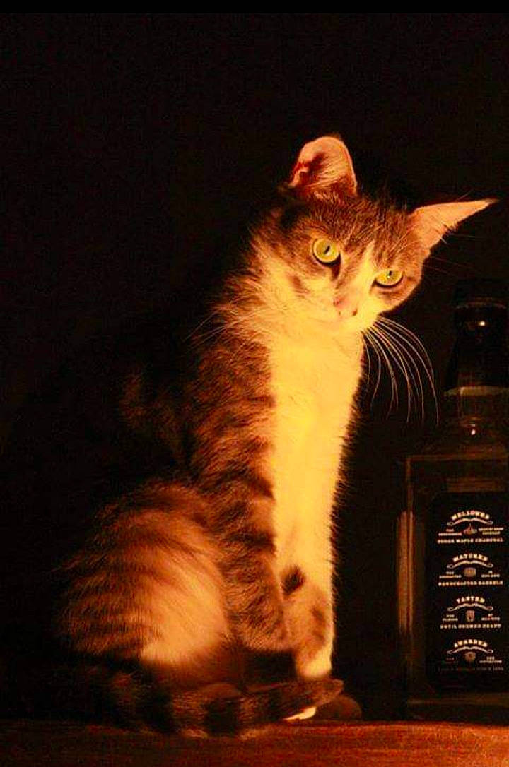 Kawa participe au concours pour gagner de l'argent avec cette photo : art, box, carnivore, cat, claw, darkness, domestic_short_haired_cat, fawn, felidae, fur, human_leg, night, paw, sitting, small_to_medium_sized_cats, snout, tail, whiskers, window, wood