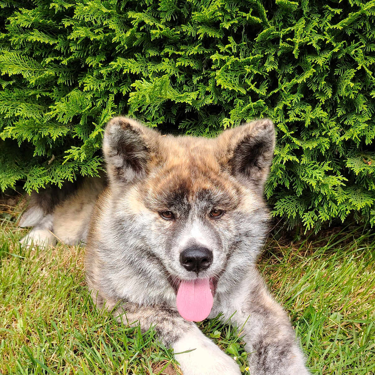 Ichimaru participe au concours pour gagner de l'argent avec cette photo : animal, bodypart, canine, conifer, coyote, dog, fir, grass, husky, lawn, mouth, nature, outdoors, person, pet, plant, puppy, tongue, tree, vegetation