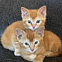 animal, cat, close_up, couch, cozy, cute, domestic_cat, ears, eyes, feline, fur, indoor, kitten, orange_tabby, pets, resting, snuggling, two_kittens, whiskers, young