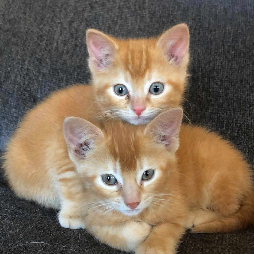 Daisy And Lava is registered to the contest to win money with this photo: animal, cat, close_up, couch, cozy, cute, domestic_cat, ears, eyes, feline, fur, indoor, kitten, orange_tabby, pets, resting, snuggling, two_kittens, whiskers, young