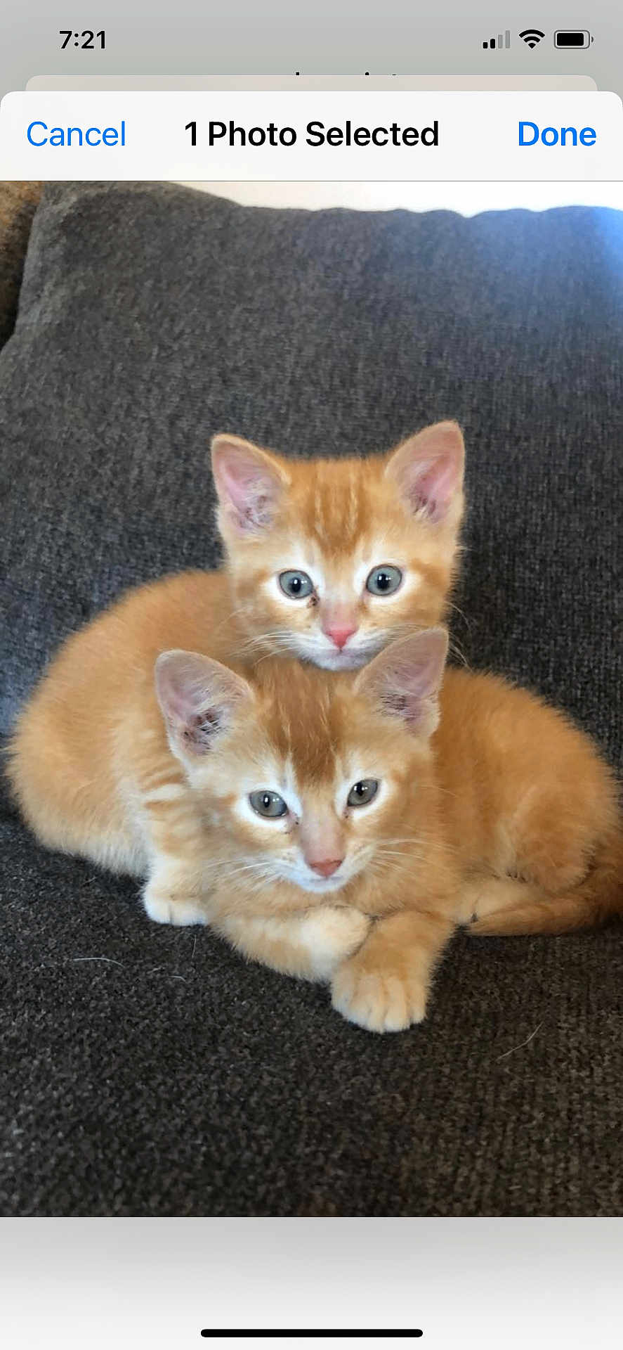 Daisy And Lava is registered to the contest to win money with this photo: animal, cat, close_up, couch, cozy, cute, domestic_cat, ears, eyes, feline, fur, indoor, kitten, orange_tabby, pets, resting, snuggling, two_kittens, whiskers, young