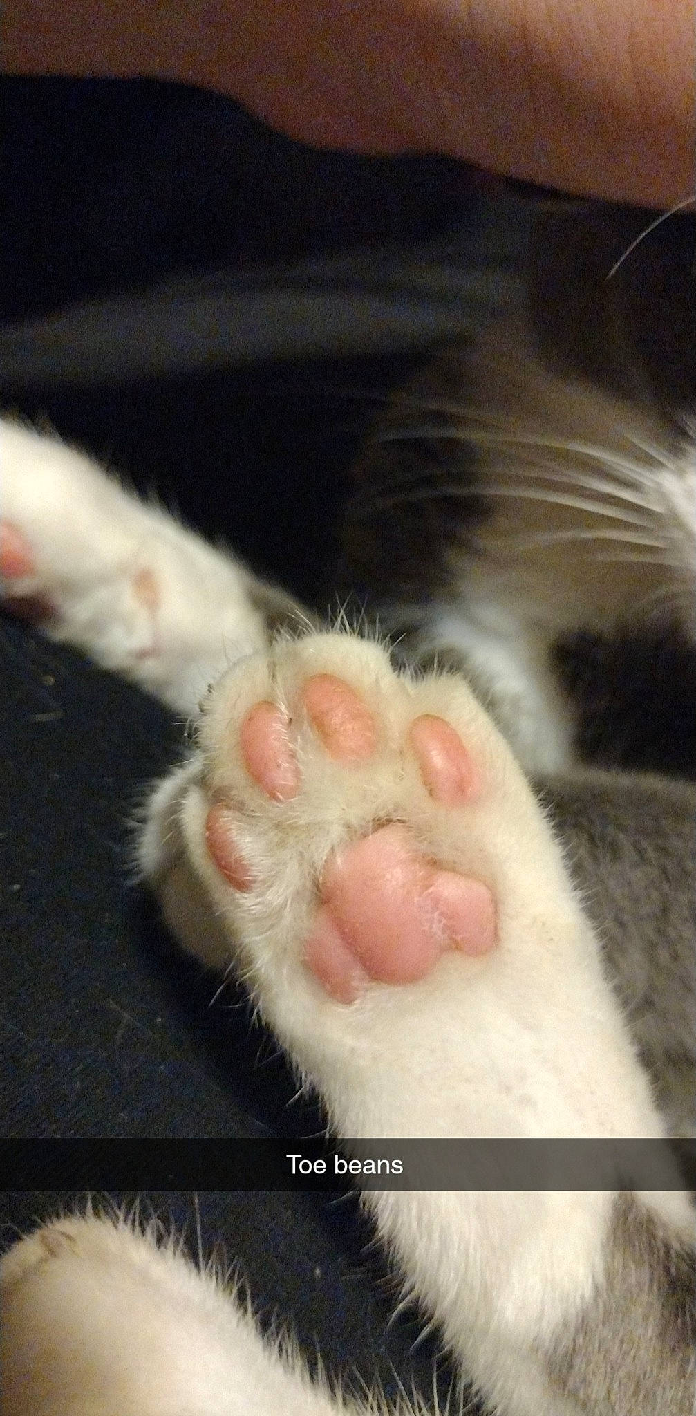 Hades joined the competition — help win amazing prizes! carnivore, cat, claw, comfort, domestic_short_haired_cat, fang, fawn, felidae, foot, fur, gesture, nail, paw, small_to_medium_sized_cats, snout, terrestrial_animal, whiskers