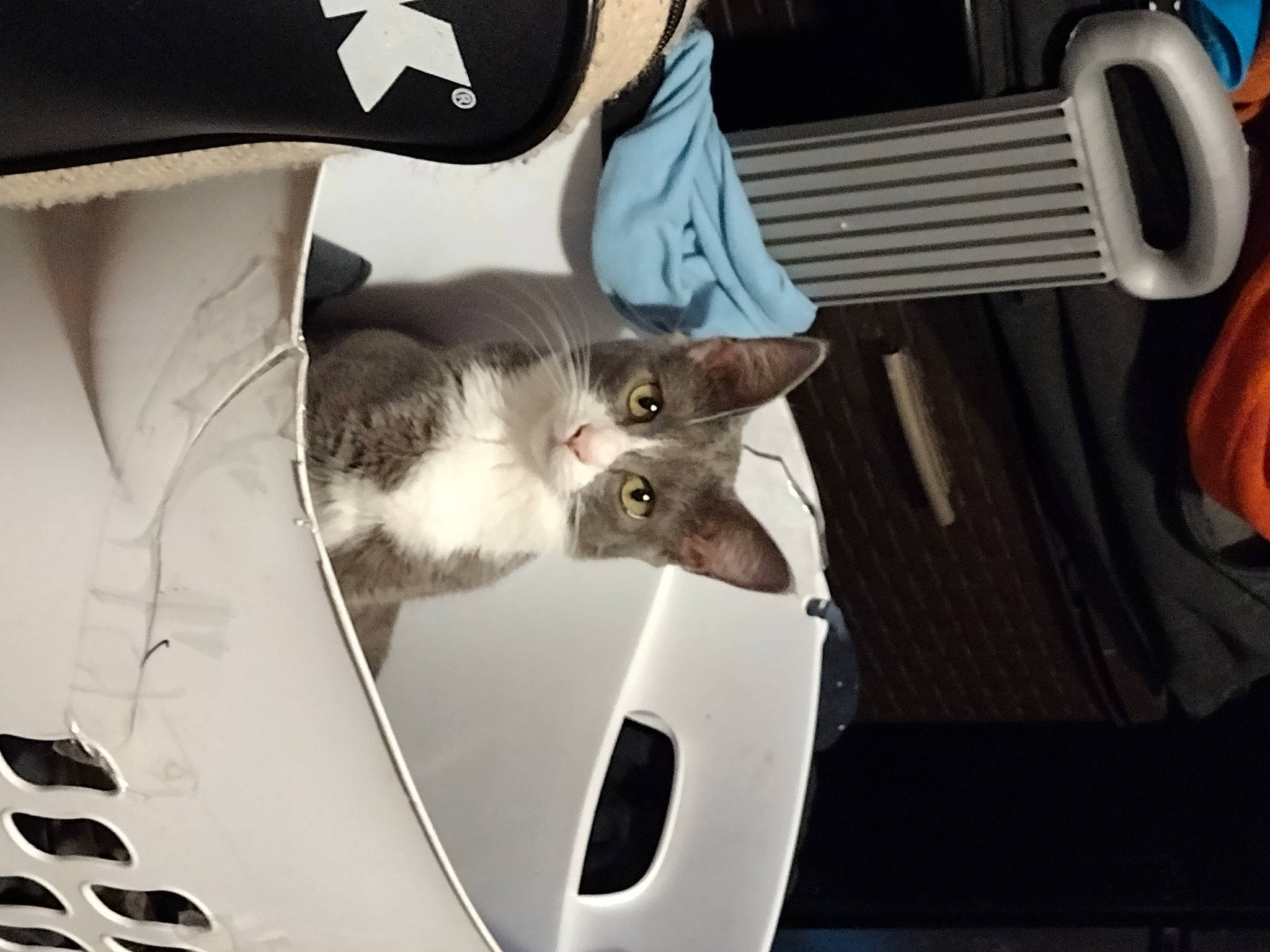 Hades joined the competition — help win amazing prizes! auto_part, automotive_design, automotive_exterior, automotive_lighting, automotive_tire, carnivore, cat, door, felidae, fender, hood, motor_vehicle, rim, small_to_medium_sized_cats, tail, trunk, vehicle, vertebrate, whiskers, white