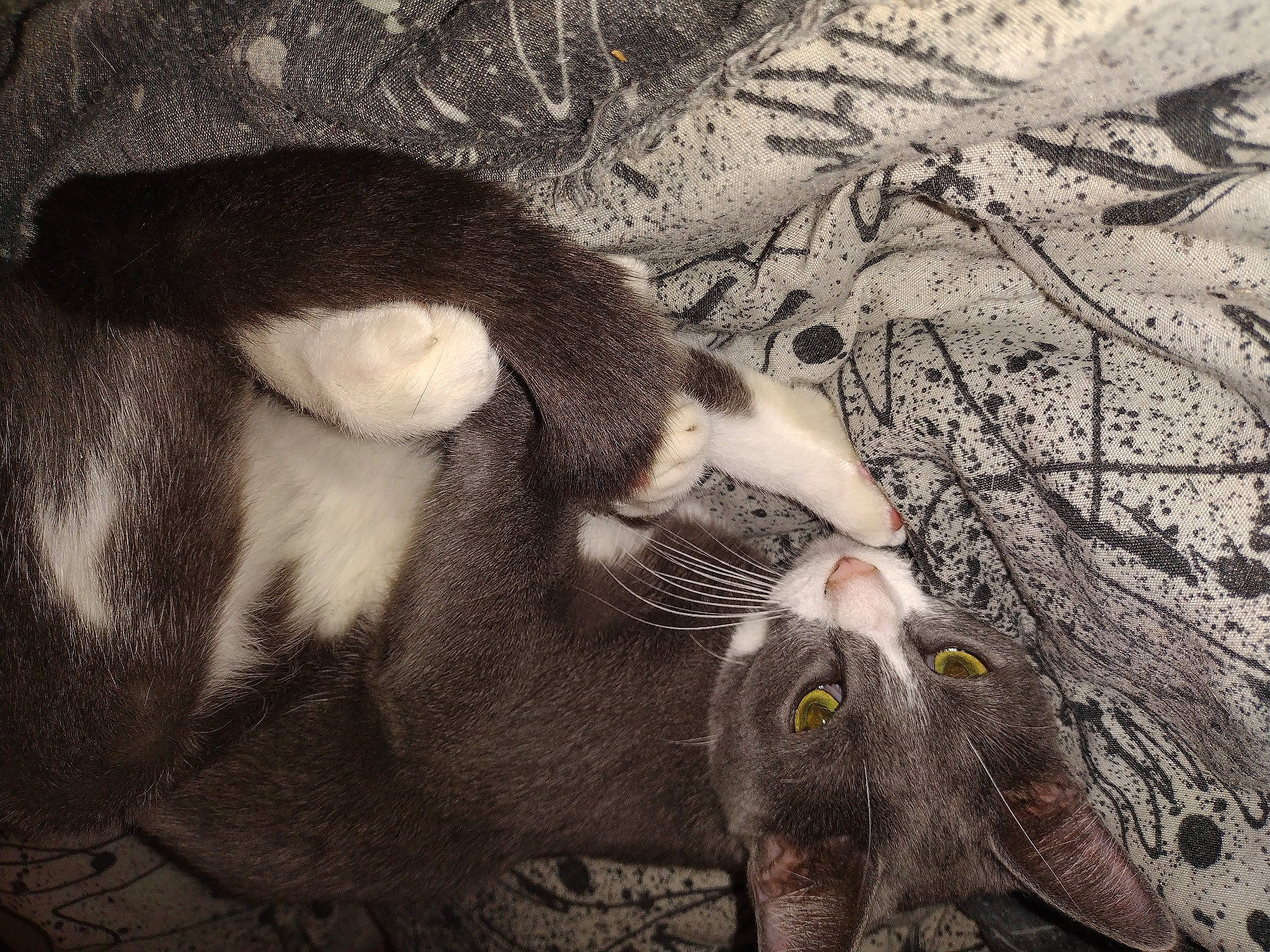 Hades joined the competition — help win amazing prizes! canidae, carnivore, cat, claw, domestic_short_haired_cat, eyelash, fawn, felidae, fur, grass, organism, paw, small_to_medium_sized_cats, snout, sporting_group, tail, terrestrial_animal, whiskers, wildlife, wood