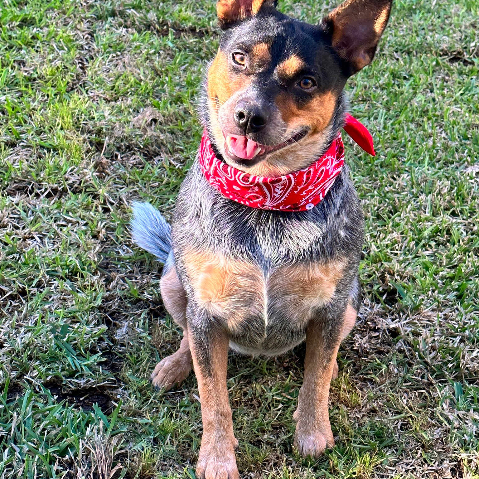 Bella Blue