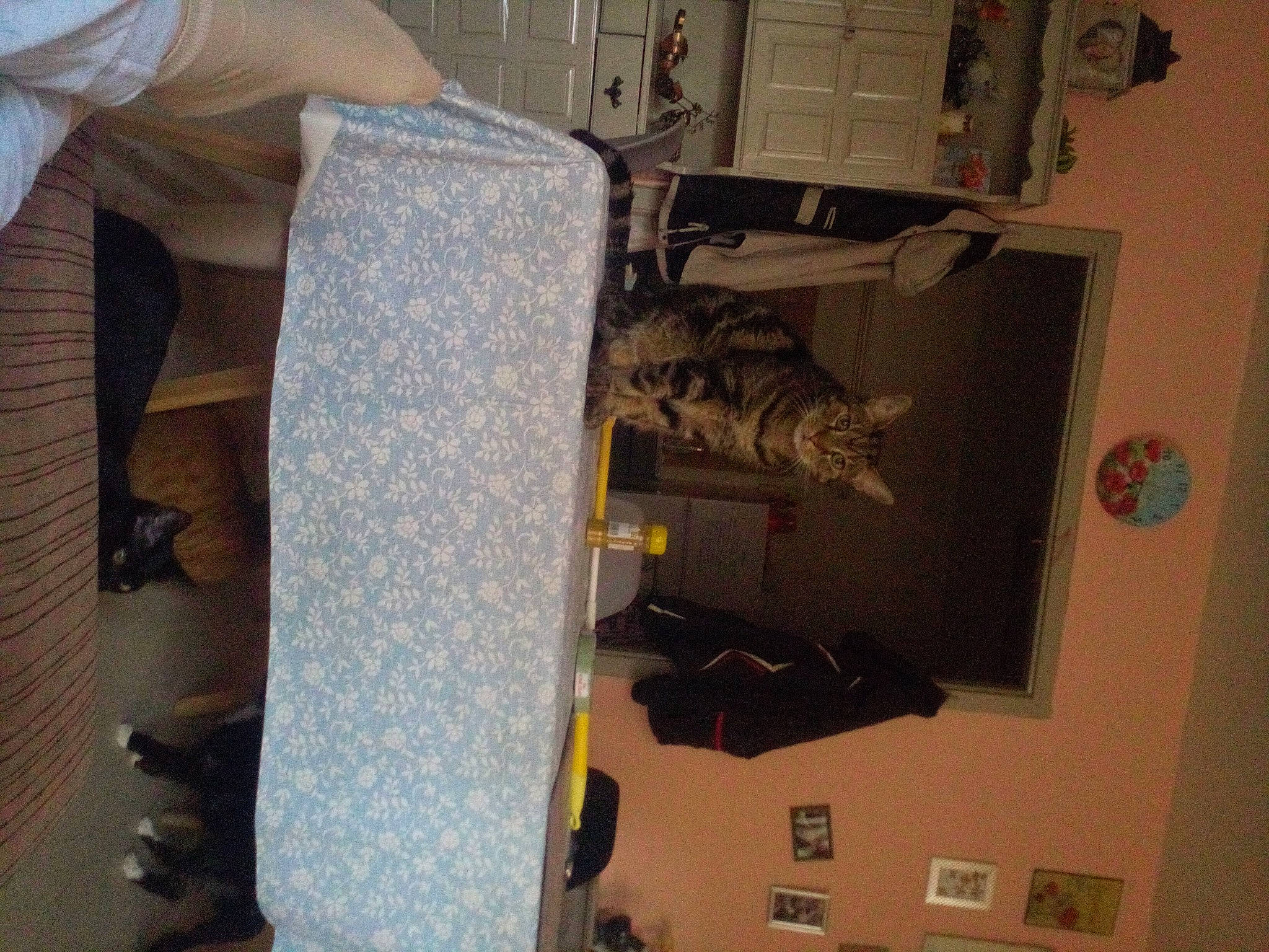 Bandy a rejoint le concours — aidez-le/la à gagner de superbes lots ! carnivore, cat, comfort, domestic_short_haired_cat, electrical_supply, electrical_wiring, felidae, flooring, hardwood, human_leg, knee, machine, room, small_to_medium_sized_cats, whiskers