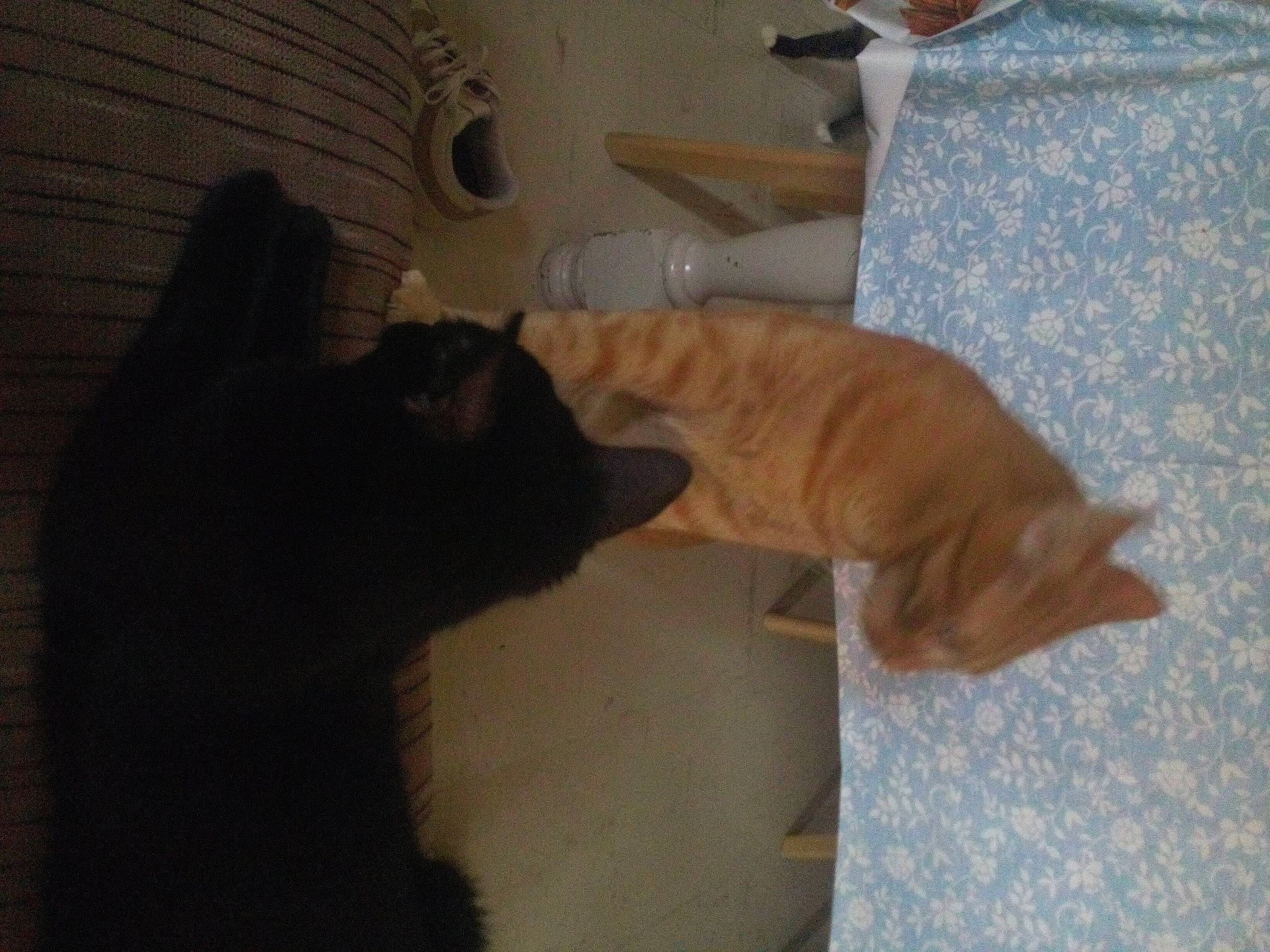 Bandy a rejoint le concours — aidez-le/la à gagner de superbes lots ! brown, carnivore, cat, comfort, companion_dog, dog_breed, fawn, felidae, flooring, fur, hardwood, mammal, room, small_to_medium_sized_cats, snout, sporting_group, tail, vertebrate, whiskers, wood