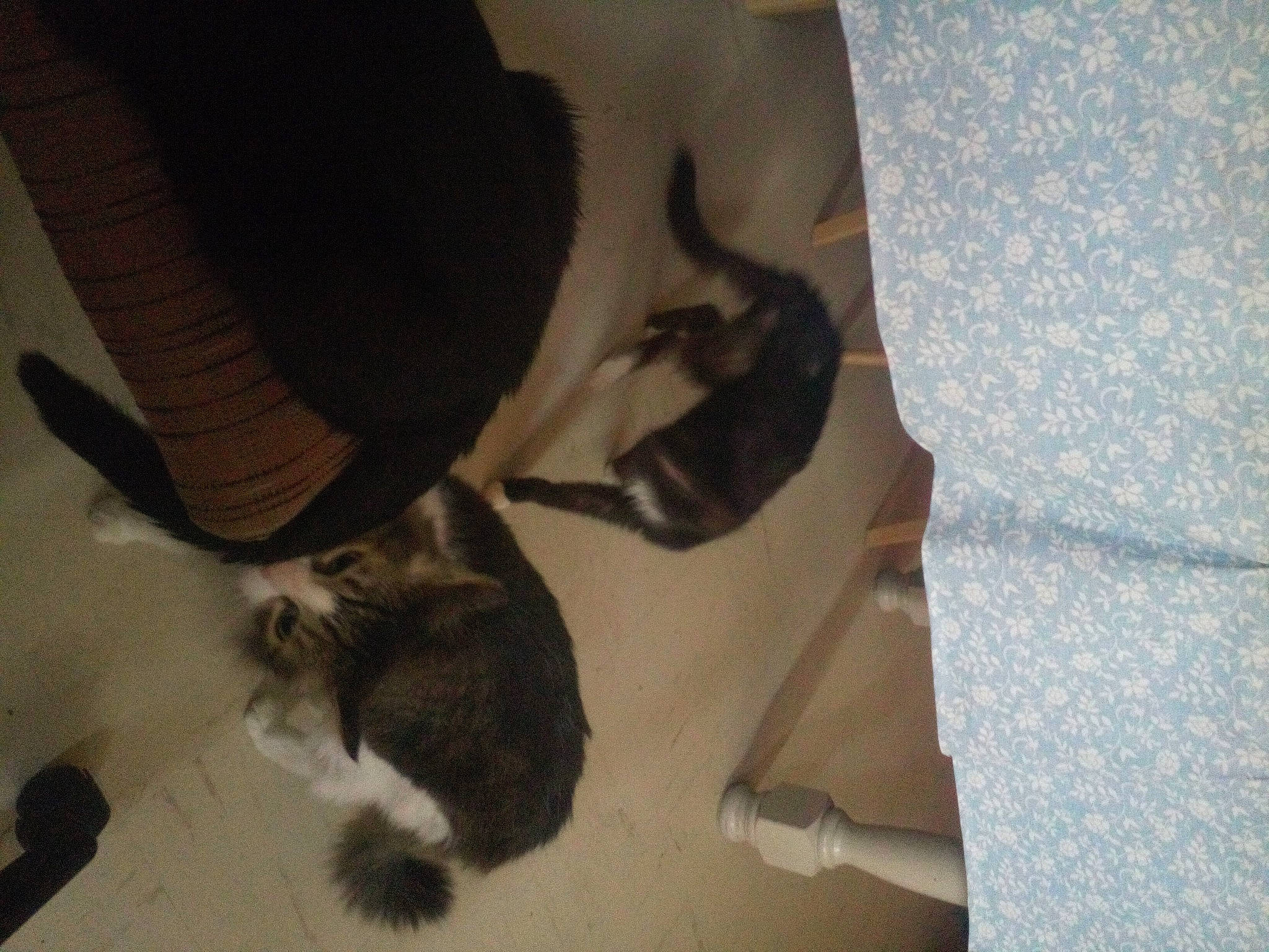 Bandy a rejoint le concours — aidez-le/la à gagner de superbes lots ! carnivore, cat, claw, comfort, companion_dog, dog_breed, domestic_short_haired_cat, felidae, floor, flooring, fur, hardwood, human_leg, mammal, room, small_to_medium_sized_cats, tail, vertebrate, whiskers, wood