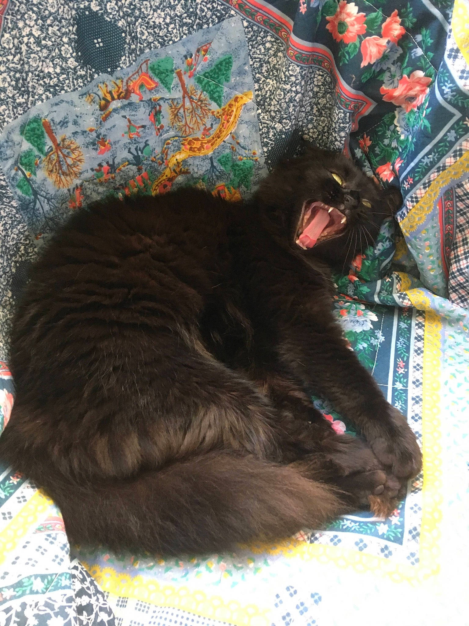 Pistache participe au concours pour gagner de l'argent avec cette photo : art, black_cat, bombay, carmine, carnivore, cat, claw, comfort, dog_breed, domestic_short_haired_cat, felidae, fur, organism, pattern, small_to_medium_sized_cats, tail, terrestrial_animal, visual_arts, whiskers, working_animal