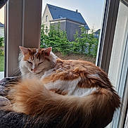 Teddy a rejoint le concours — aidez-le/la à gagner de superbes lots ! cat, pet, fluffy, long_hair, orange_and_white, lying_down, curled_up, window, window_perch, indoors, home, suburban, houses, trees, outdoor_view, relaxed, sleepy, whiskers, fur, portrait