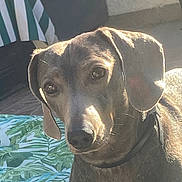 Toby a rejoint le concours — aidez-le/la à gagner de superbes lots ! animal, brown_fur, canine, closeup, collar, curious, daylight, dog, domestic_animal, ears, expression, face, looking, outdoor, patterned_fabric, pet, portrait, relaxed, striped_shirt, sunlight