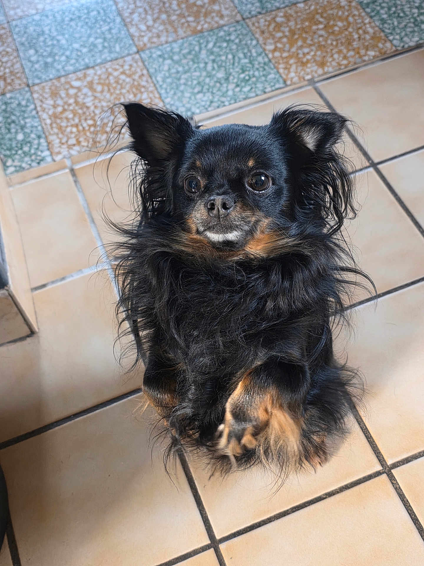 Rocket a rejoint le concours — aidez-le/la à gagner de superbes lots ! dog, chihuahua, long_hair, black_fur, brown_markings, paws, tile_floor, indoor, looking_up, large_eyes, ears, whiskers, portrait, pet, small_dog, fur_texture, nose, sitting, domestic, cute