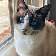 Simba participe au concours pour gagner de l'argent avec cette photo : animal, blue_eyes, cat, close_up, curious, domestic_cat, ears, face, fur, indoor, natural_light, nose, pet, portrait, rain, siamese_cat, sitting, whiskers, window, window_frame