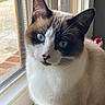 animal, blue_eyes, cat, close_up, curious, domestic_cat, ears, face, fur, indoor, natural_light, nose, pet, portrait, rain, siamese_cat, sitting, whiskers, window, window_frame