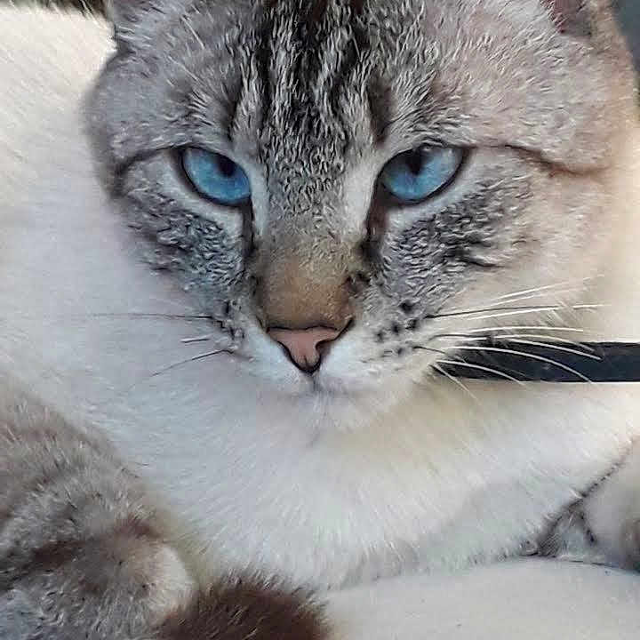 Saphyr a rejoint le concours — aidez-le/la à gagner de superbes lots ! abyssinian, angora, animal, cat, egyptiancat, kitten, manx, pet, siamese