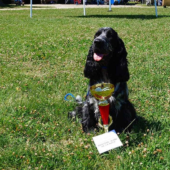Meryl participe au concours pour gagner de l'argent avec cette photo : dog, dog_breed, dog_like_mammal, grass, hunting_dog, lawn, obedience_training, obedience_trial, plant