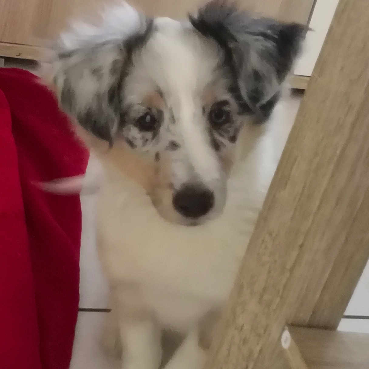 Opale a rejoint le concours — aidez-le/la à gagner de superbes lots ! australian_shepherd, carnivoran, companion_dog, dog, dog_breed, dog_breed_group, dog_like_mammal, miniature_australian_shepherd, puppy, rare_breed_dog