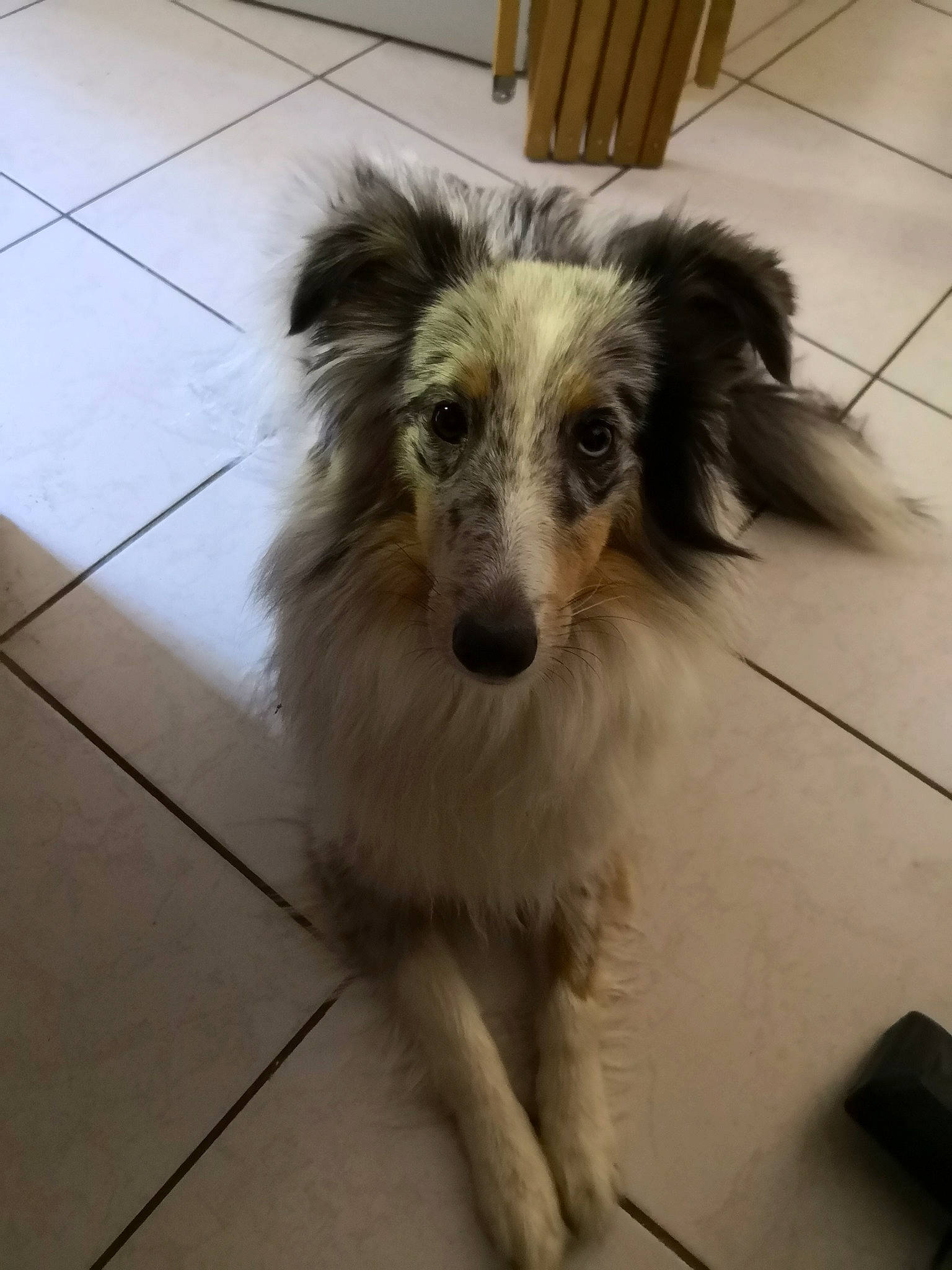 Opale a rejoint le concours — aidez-le/la à gagner de superbes lots ! australian_collie, australian_shepherd, border_collie, canidae, carnivore, companion_dog, dog, dog_breed, mammal, miniature_australian_shepherd, rare_breed_dog, small_greek_domestic_dog, snout, sporting_group, vertebrate