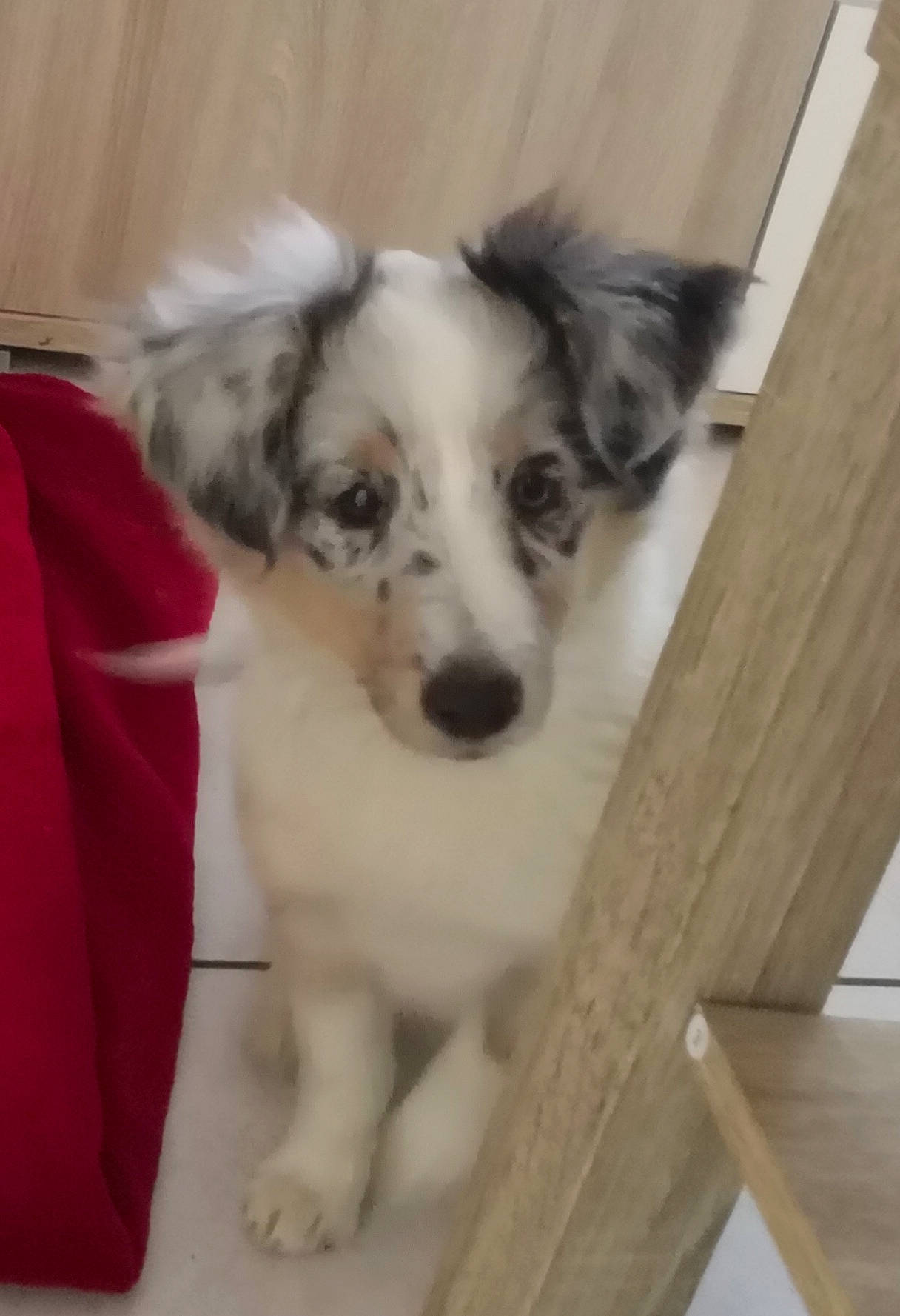 Opale a rejoint le concours — aidez-le/la à gagner de superbes lots ! australian_shepherd, carnivoran, companion_dog, dog, dog_breed, dog_breed_group, dog_like_mammal, miniature_australian_shepherd, puppy, rare_breed_dog